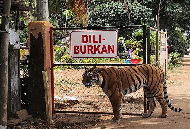 Harimau Sumatera Masuk Permukiman, Sekolah di Pulau Burung Inhil Terpaksa Diliburkan